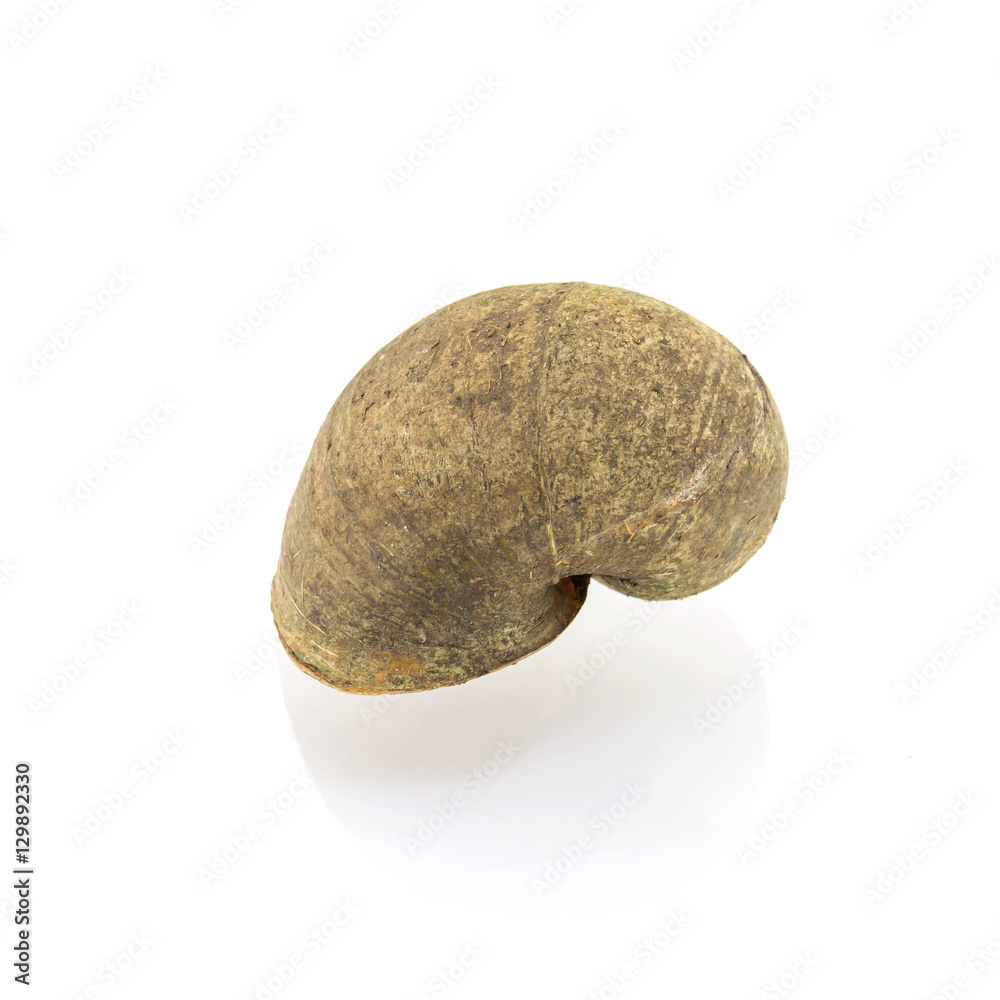 Fototapeta premium snail isolated on white background