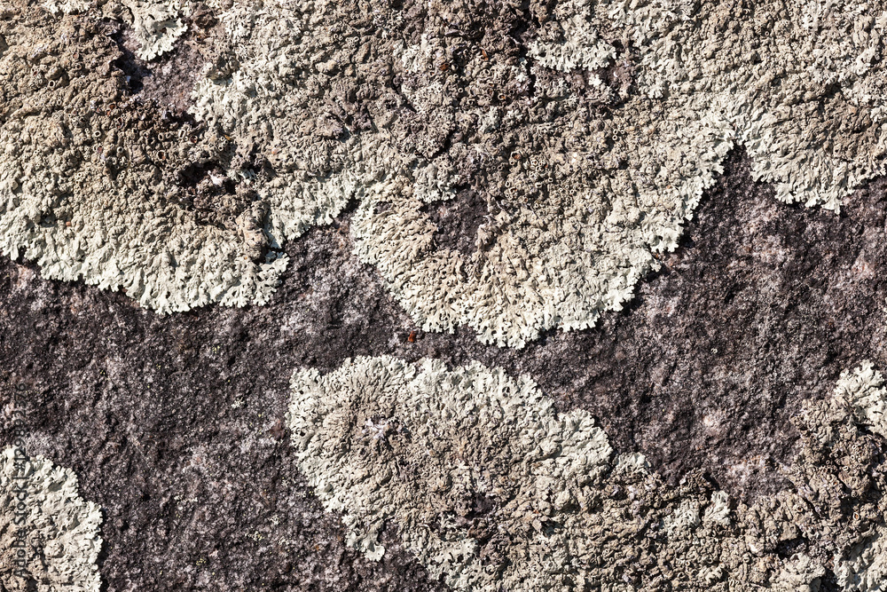 Obraz premium texture with lichen