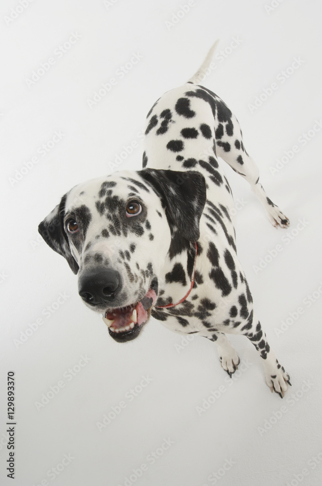 Dalmatian standing and looking up against gray background