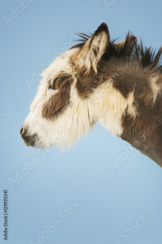 Closeup side view of a donkey against clear sky