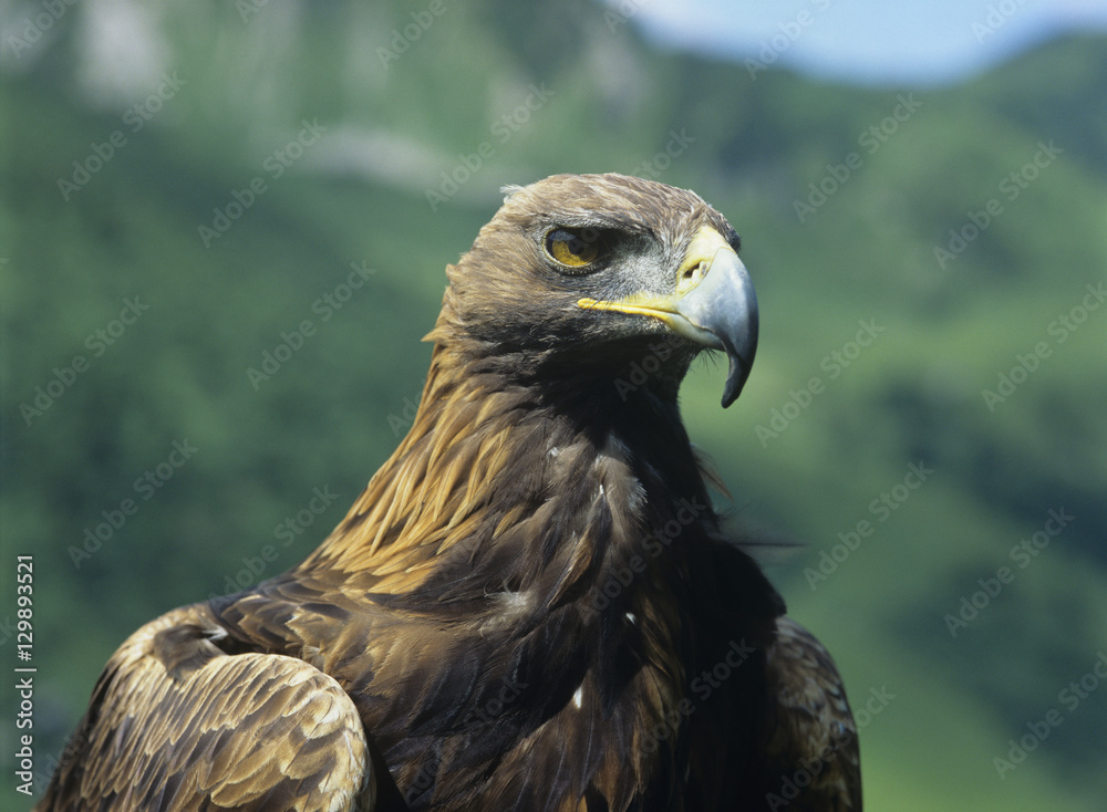 Fototapeta premium Eagle