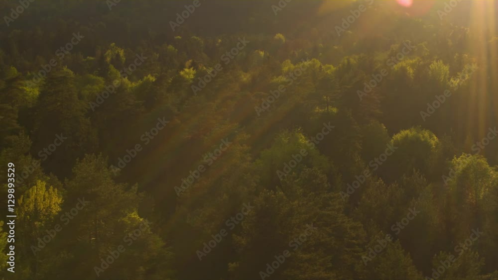 AERIAL: Golden sunbeams shining above the lush green forest at amazing sunset