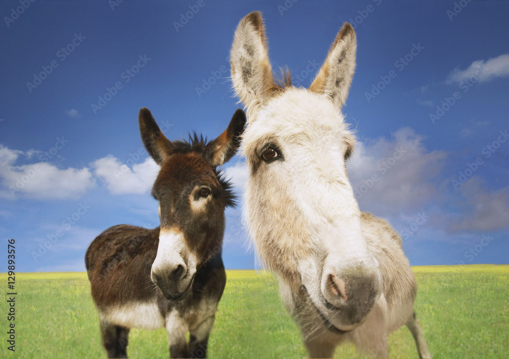 Portrait of white and brown donkeys in the field against sky Portrait of white and brown donkeys in the field against sky