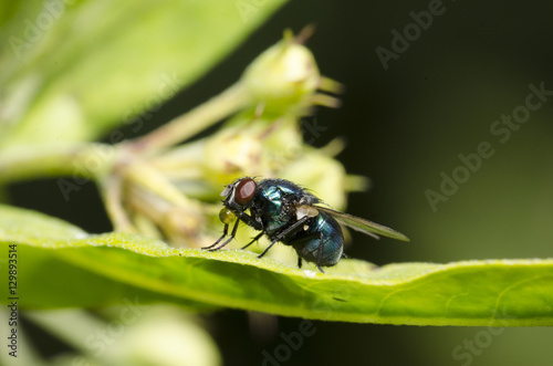 Fly on Leaf