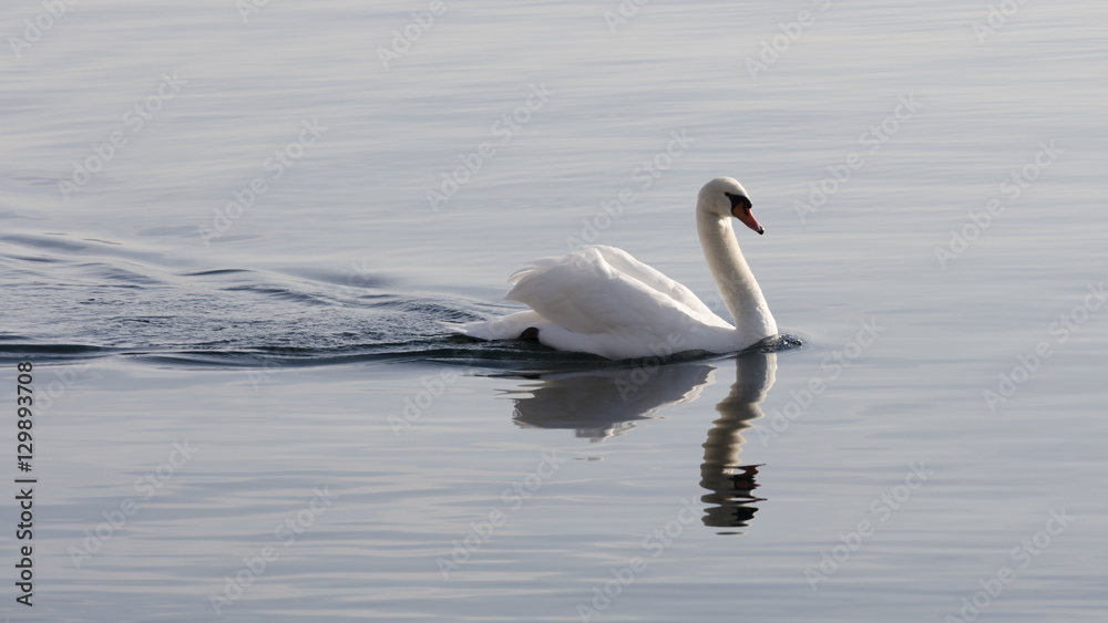 swan on lake swan on lake
