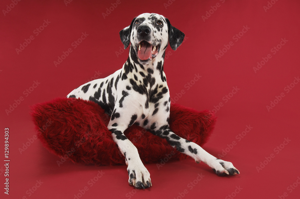 Dalmatian relaxing on cushion isolated over red background