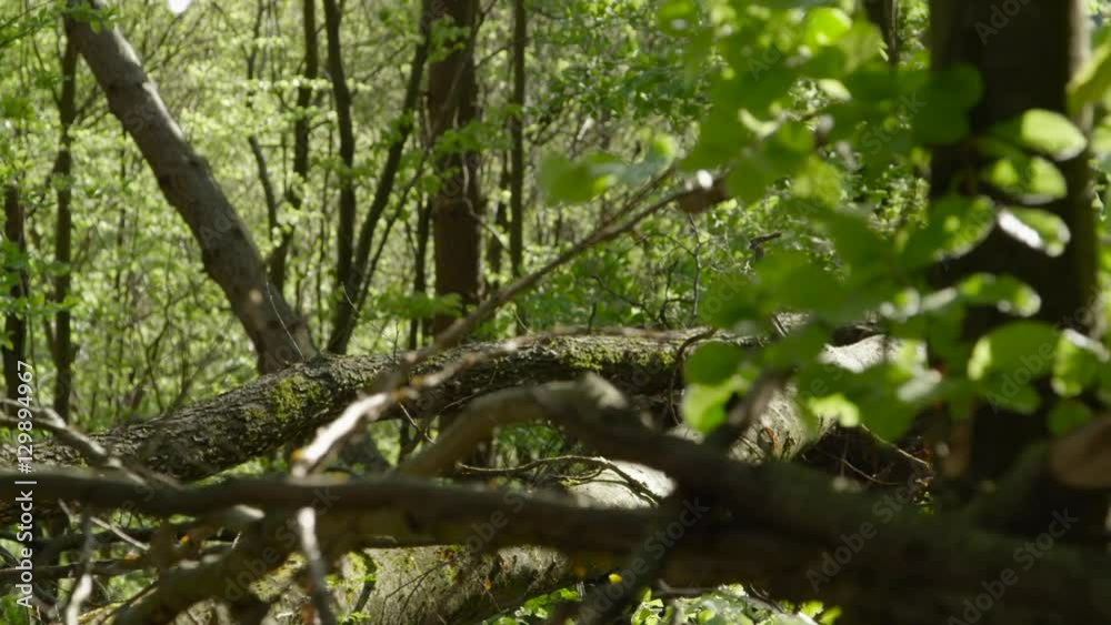 SLOW MOTION CLOSE UP: Fallen tree trunks in forest after natural disaster SLOW MOTION CLOSE UP: Fallen tree trunks in forest after natural disaster