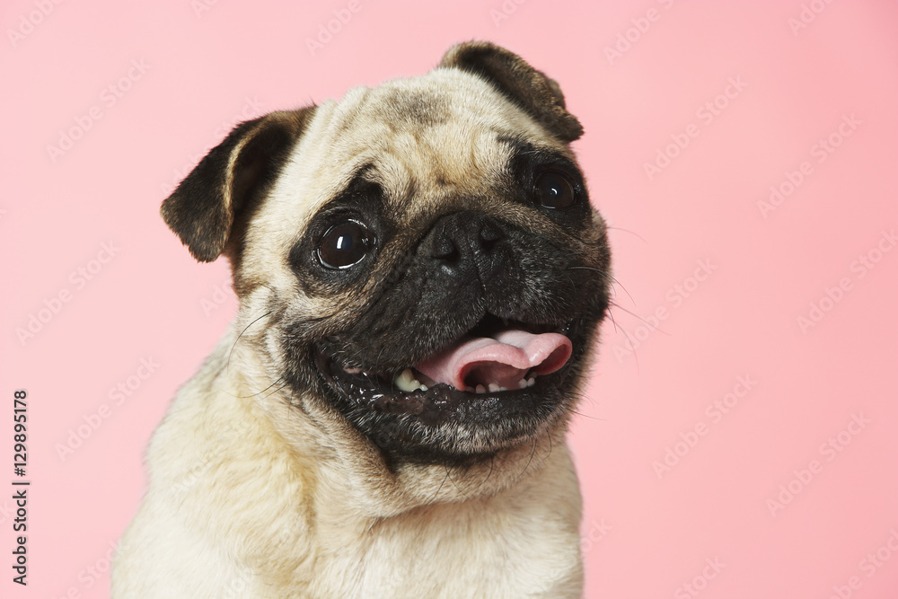 Closeup portrait of a cute pug against pink background