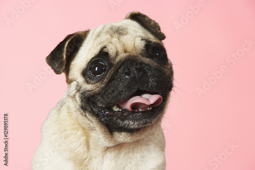 Closeup portrait of a cute pug against pink background