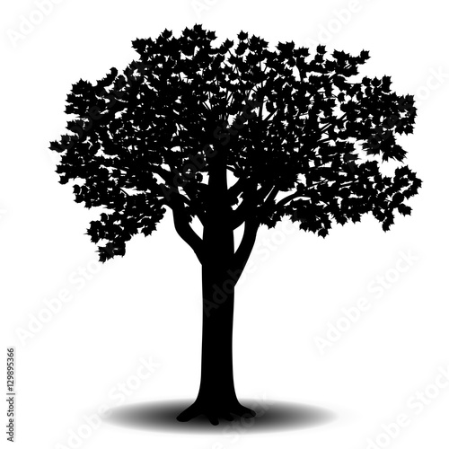 silhouette detached tree sycamore with leaves