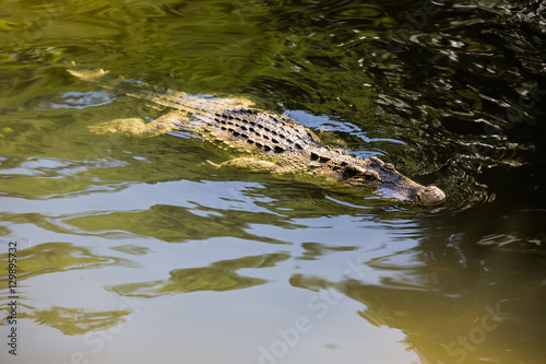 water bodies on the Crocodile Farm in Dalat. Vietnam