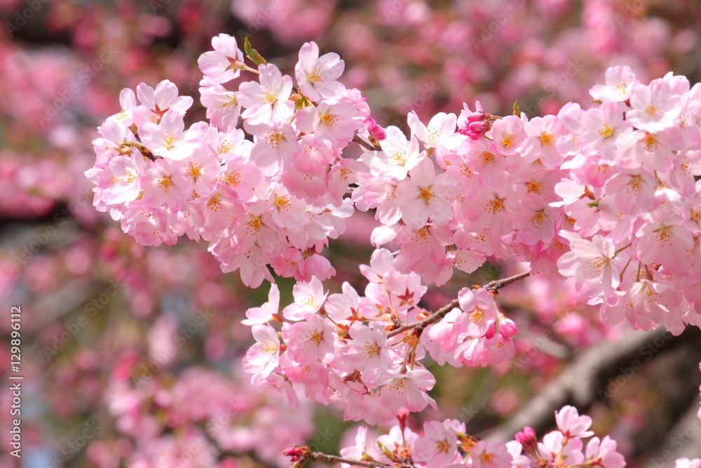 Fototapeta premium 桜（ジンダイアケボノ）