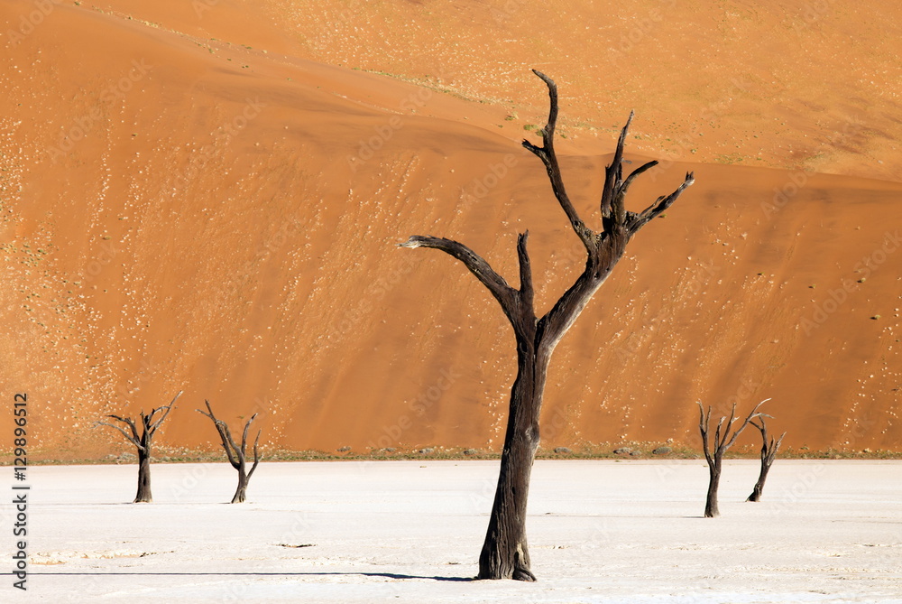 Dead camelthorn trees said to be centuries old against towering orange sand dunes bathed in evening light at Dead Vlei, Namib Desert, Namib Naukluft Park, Namibia Dead camelthorn trees said to be centuries old against towering orange sand dunes bathed in evening light at Dead Vlei, Namib Desert, Namib Naukluft Park, Namibia