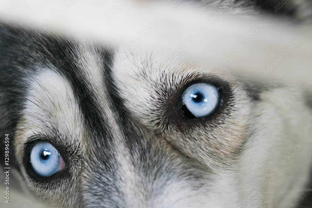 Fototapeta Close up on blue eyes of young siberian husky dog