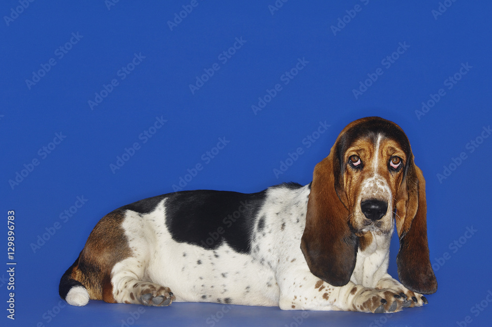 Basset Hound dog relaxing over blue background