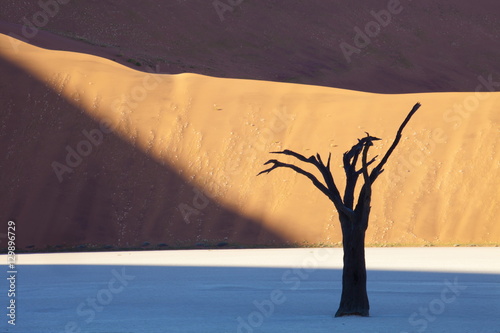 Dead camelthorn tree said to be centuries old in silhouette against towering orange sand dunes bathed in evening light at Dead Vlei, Namib Desert, Namib Naukluft Park, Namibia