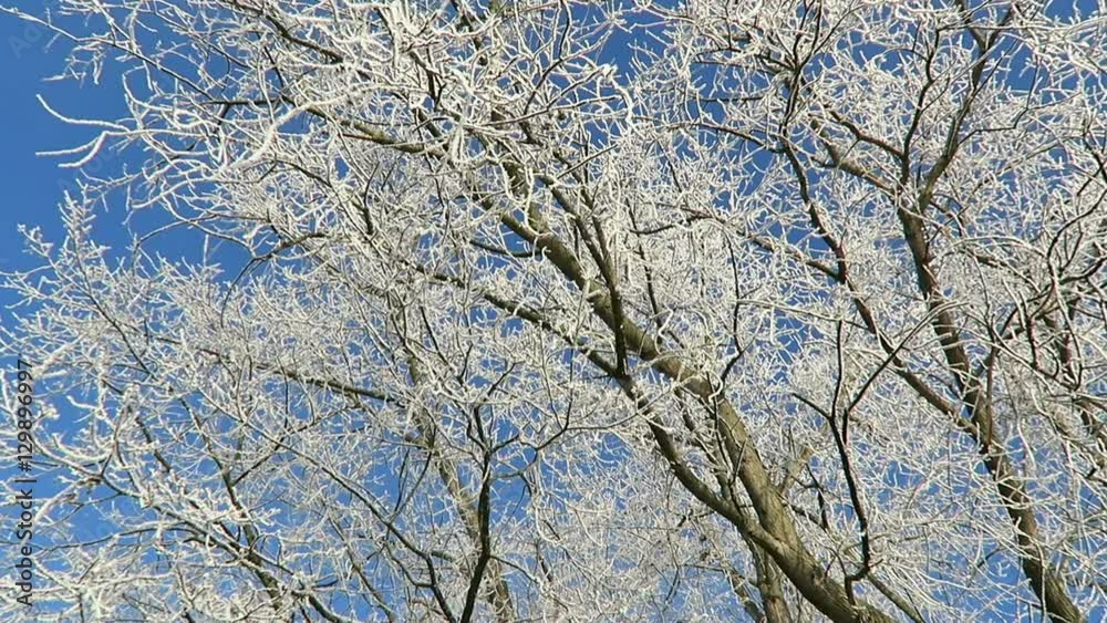 rime frost on tree tops of willow trees in winter against blue sky rime frost on tree tops of willow trees in winter against blue sky