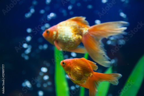 Small fishes in an aquarium © selezenj