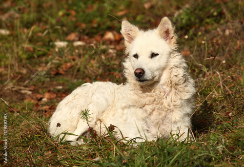 White Hungarian sheepdog Mudi outdoor photo