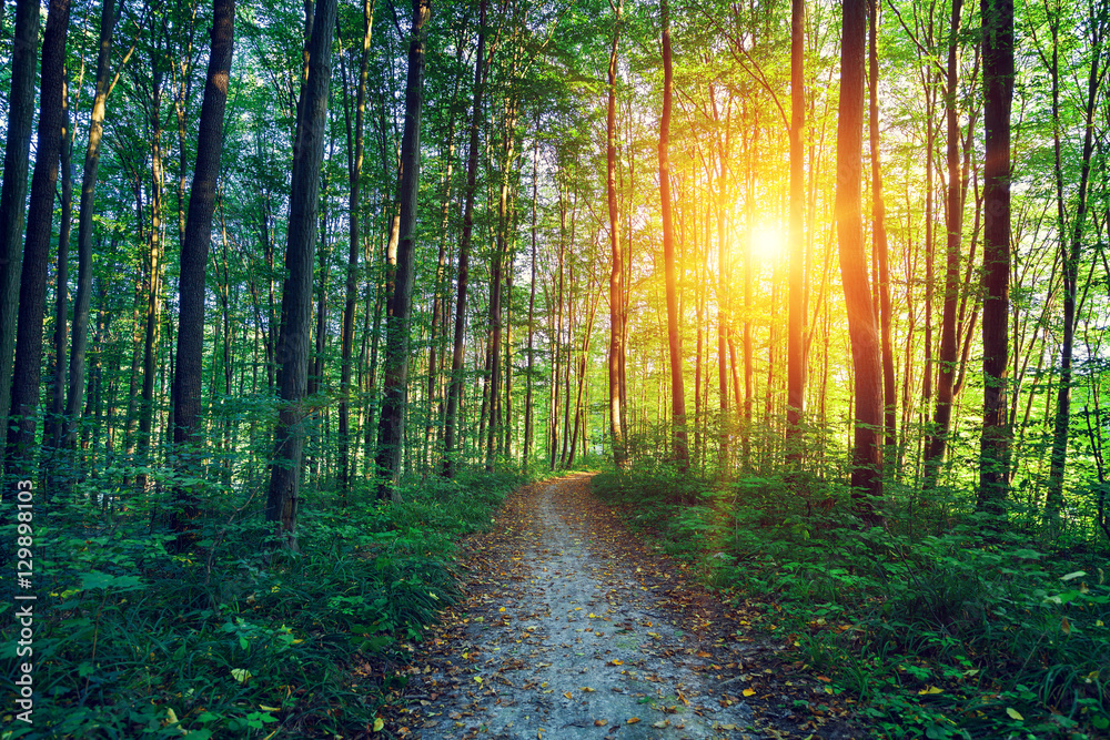Fototapeta premium beautiful green forest