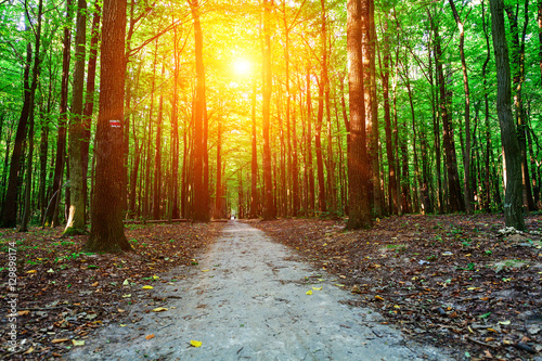 beautiful green forest