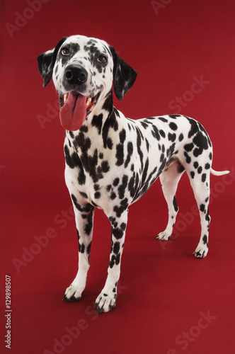 Dalmatian standing with mouth open against red background © moodboard