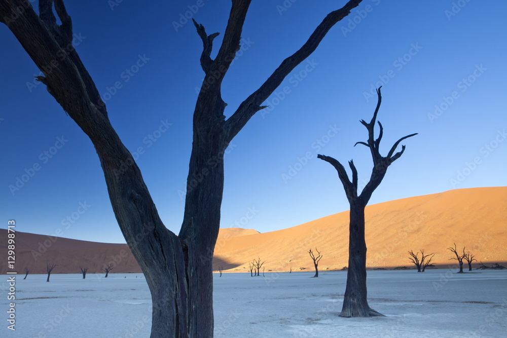 Dead camelthorn trees said to be centuries old in silhouette against towering orange sand dunes bathed in morning light in the dried mud pan at Dead Vlei, Namib Desert, Namib Naukluft Park, Namibia Dead camelthorn trees said to be centuries old in silhouette against towering orange sand dunes bathed in morning light in the dried mud pan at Dead Vlei, Namib Desert, Namib Naukluft Park, Namibia