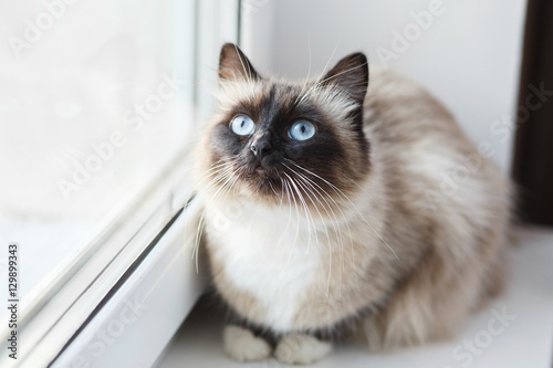 Obraz na plátně Point Sacred Birman cat
