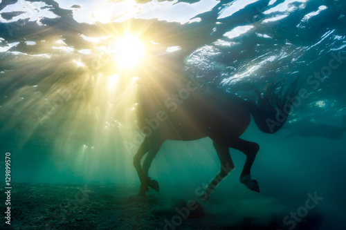 A horse underwater