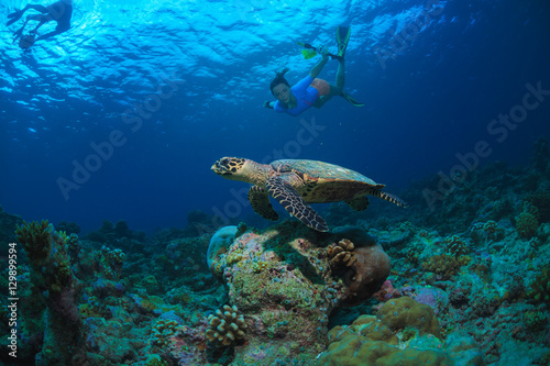 Fototapeta Naklejka Na Ścianę i Meble -  Tropical water with marine animals. Sea turtle floating underwater with snorkelers