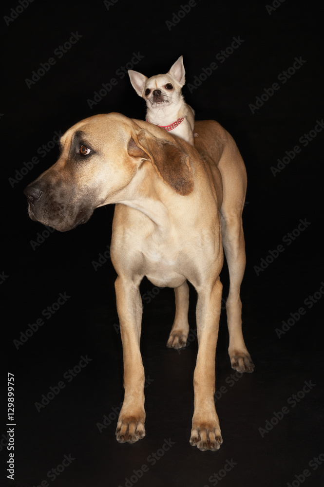 Chihuahua riding on Great Dane over black background