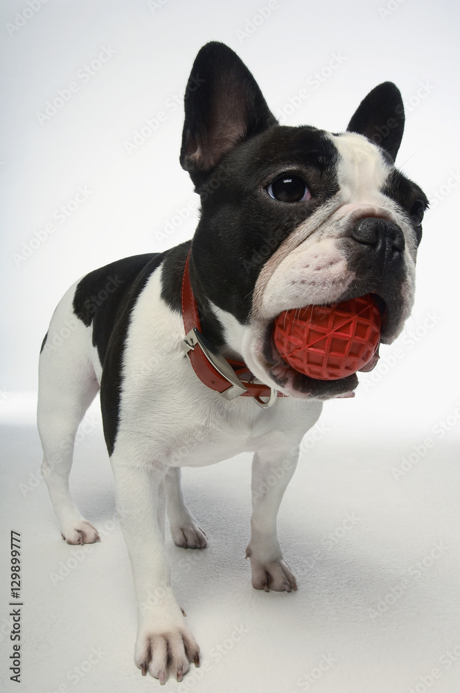 Full length of French bulldog holding ball on white background Full length of French bulldog holding ball on white background