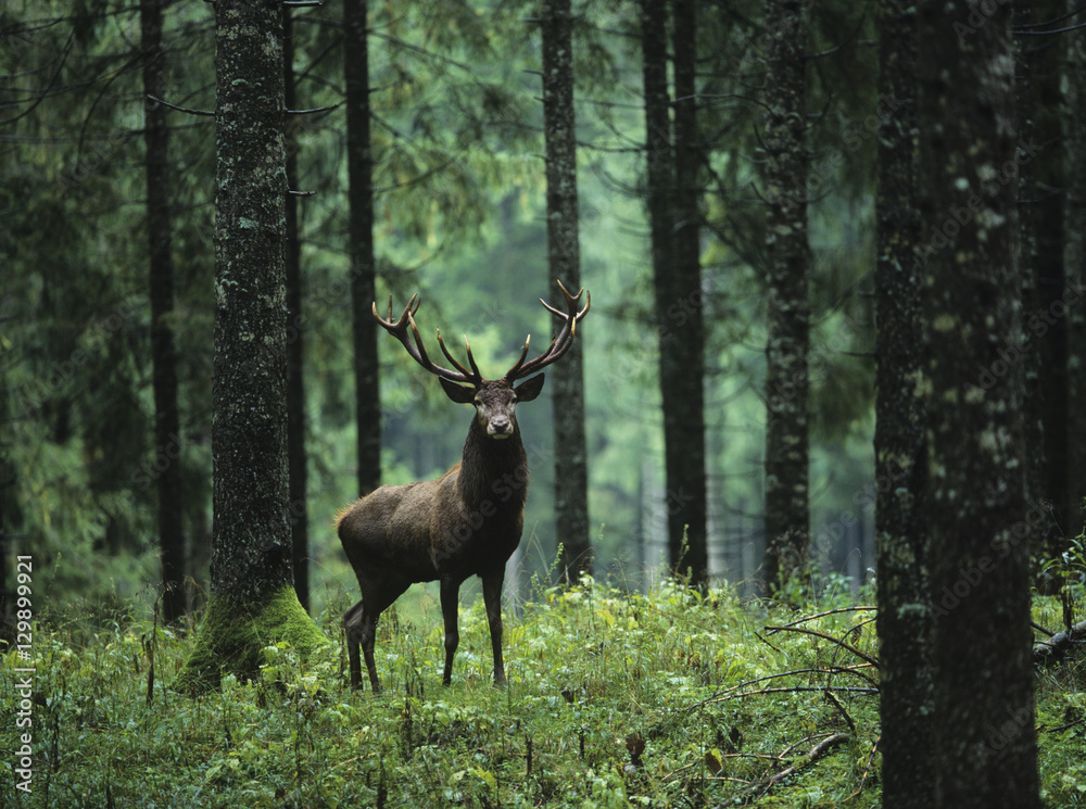 Red deer stag in forest - obrazy, fototapety, plakaty 