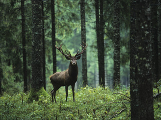 Sierkussen Pistachekleur Edelhert in mistig herfstbos  © MDBPIXS