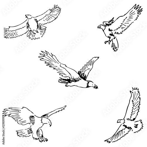 Eagles. Sketch pencil. Drawing by hand. Vector