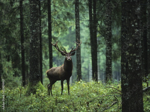 Red deer stag in forest