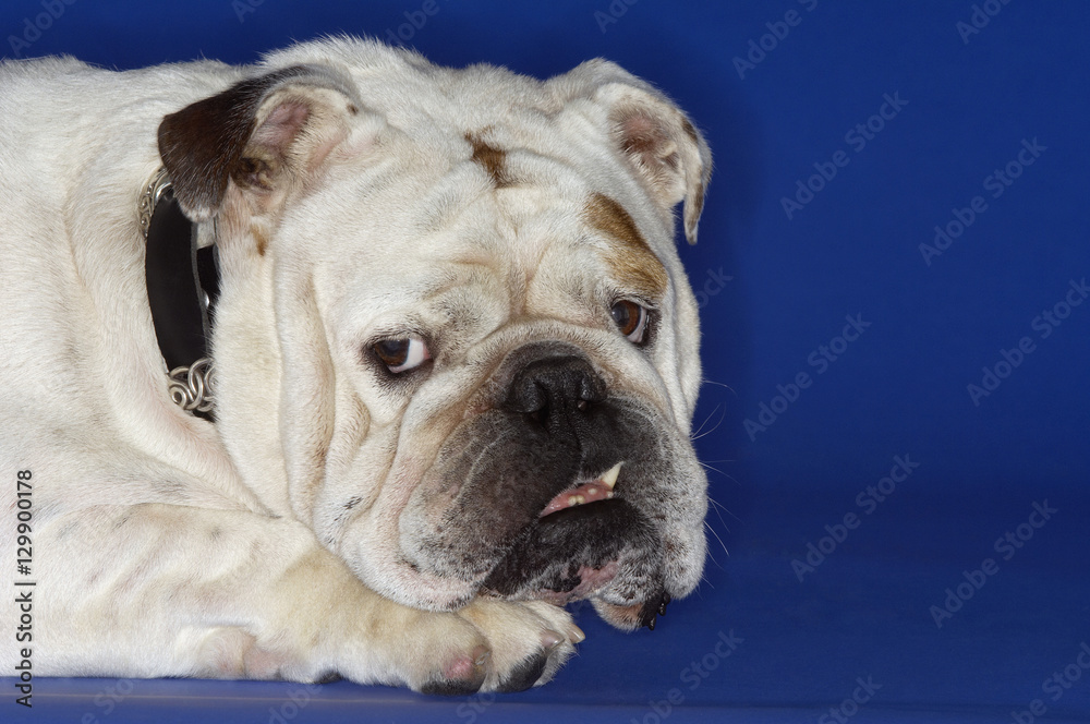 Closeup of a cropped British bulldog lying down against blue background