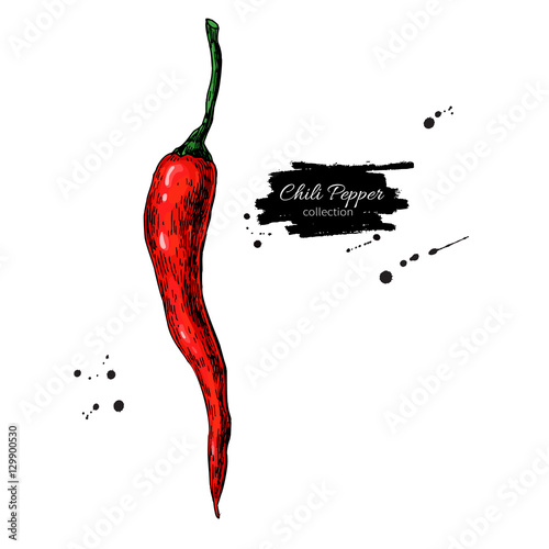 Chili Pepper hand drawn vector illustration. Vegetable object. Isolated hot spicy mexican