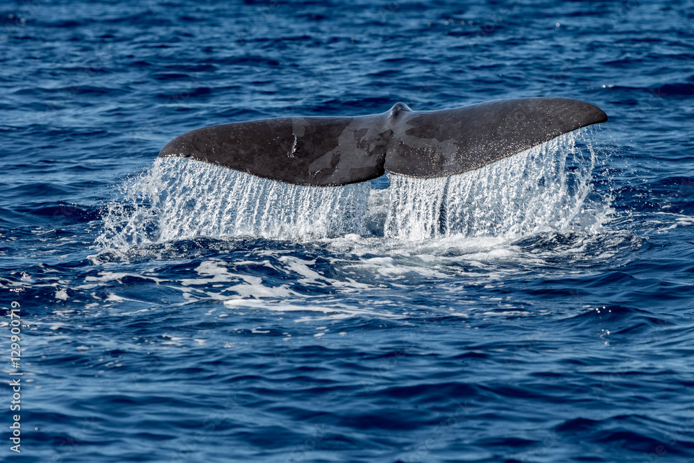 Fototapeta premium Whale Tail in Blue Ocean (Physeter macrocephalus)