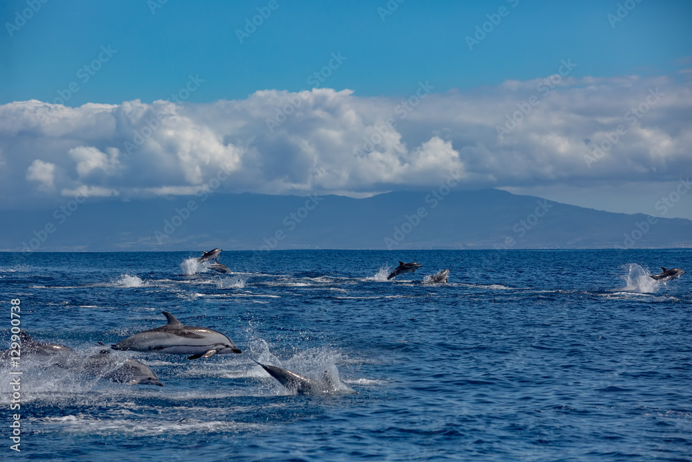 Fototapeta premium A big pod of striped dolphins (Stenella coeruleoalba) following their way in open water of Atlantic ocean near Azores islands