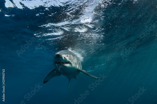 Great White Shark approaching in blue ocean water photo
