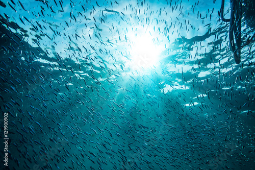 Big amount of the small fish underwater in bright light of sun photo