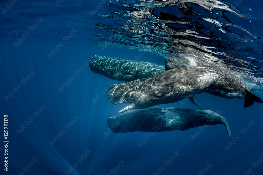 Naklejka premium Biggest predators in the world in blue ocean. Pod of sperm whales swimming off the coast of Sao Miguel Azores