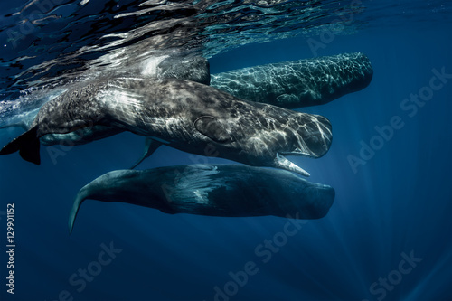 Canvas Print Biggest predators in the world in blue ocean