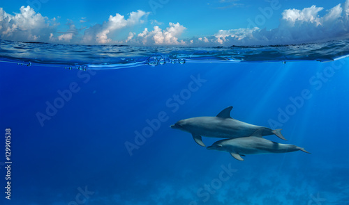 Tropical seascape with water waved surface and dolphin swimming underwater. Image splitted by water line with air bubbles for two parts with clouds and ocean