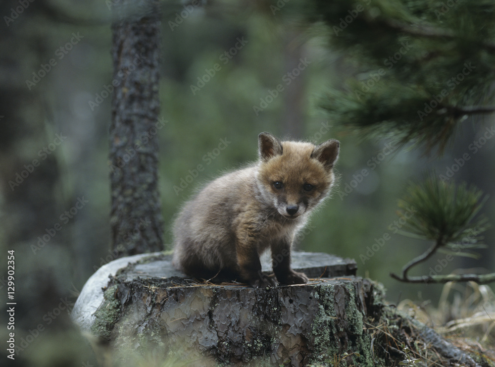 Fototapeta premium Fox cub sitting on tree stump