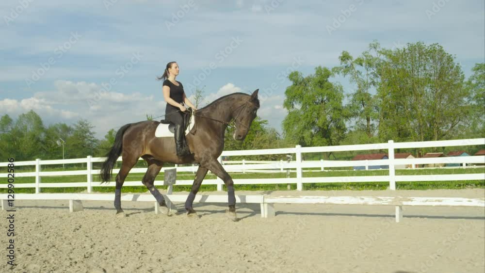 SLOW MOTION: Elegant dark bay stallion trotting straight forward in manege SLOW MOTION: Elegant dark bay stallion trotting straight forward in manege