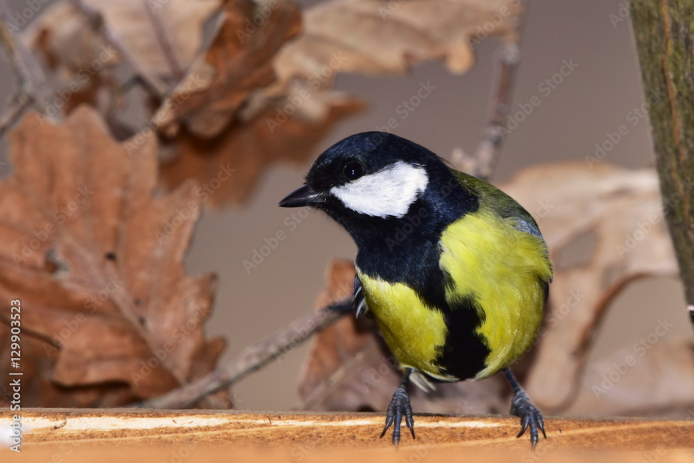 Obraz premium great tit looking for food on sunflower