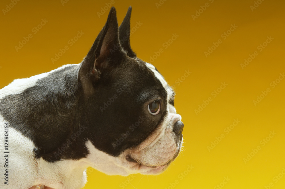 Side view of French bulldog on yellow background