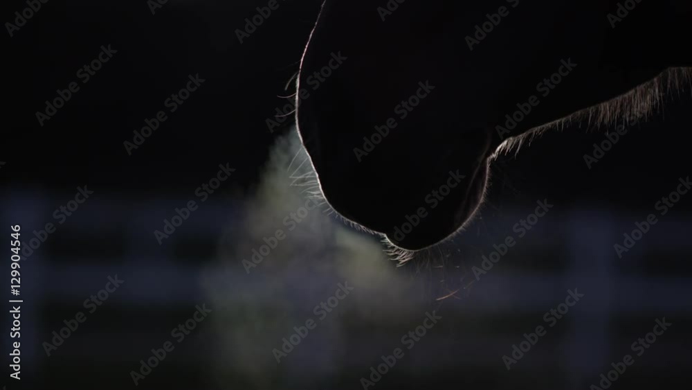 CLOSE UP: Warm steam coming out form horse's nostrils as he blows out air